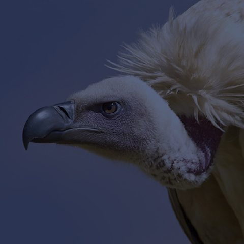 THE LAST EAGLE